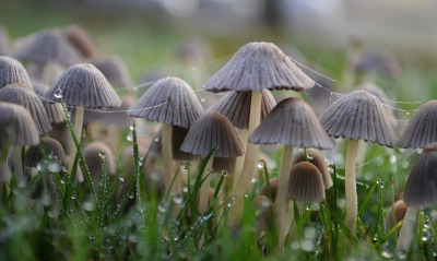грибы, поляна