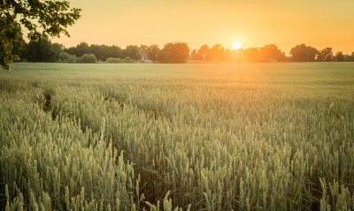 поле пшеница закат деревня