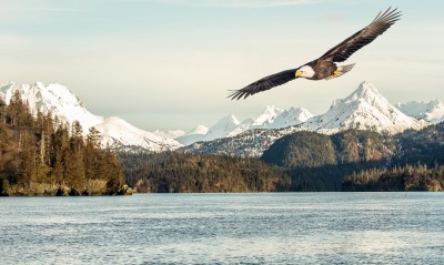 орел полет горы озеро деревья