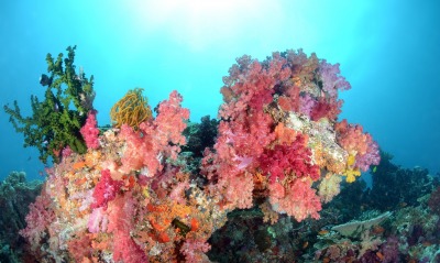коралловые рифы, под водой