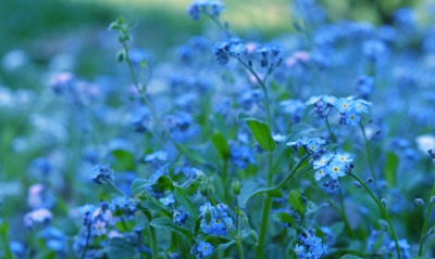 цветы, голубые