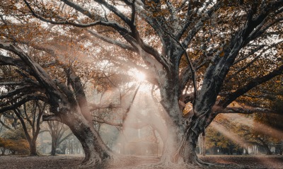 осень лучи дерево парк