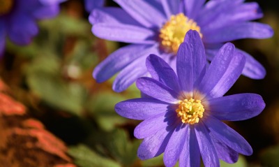 цветок фиолетовый лепестки крупный план