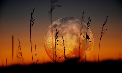 трава луна закат силуэт крупный план