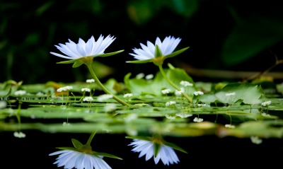 кувшинки цветение цветки вода отражение зелень
