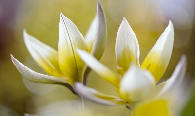 цветок лепестки желтый