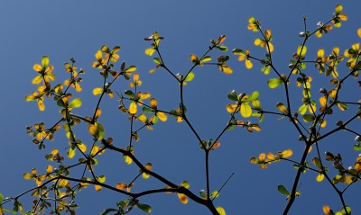 ветви небо листья
