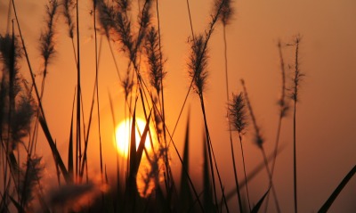 трава закат солнце