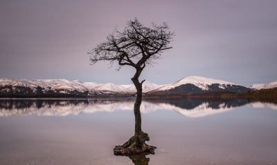 дерево, озеро