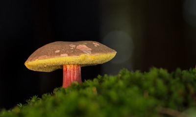 гриб крупный план моховик мох