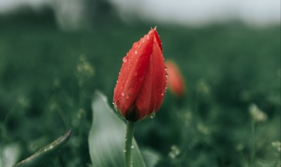 бутон цветок тюльпан капли