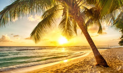пальма море закат