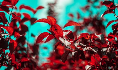 листья деревья боке красный