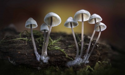 грибы макро пень мох