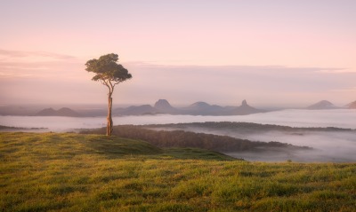 горизонт туман дерево