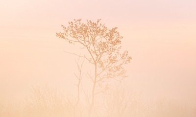 дерево, туман