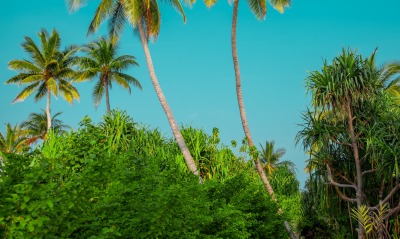 пальмы джунгли зелень растения