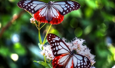 бабочки, крупный план