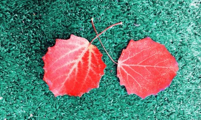 листья кленовый красный