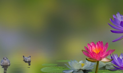 кувшинки водоем утки цветы