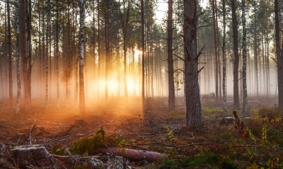 лес лучи рассвет туман