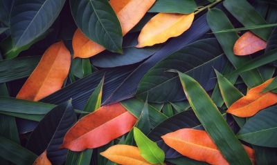листья осенние