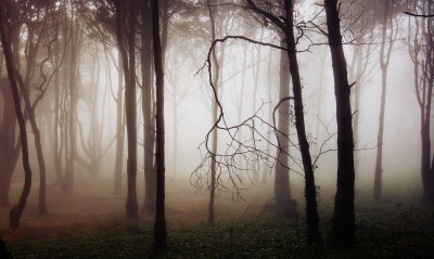 лес туманность деревья