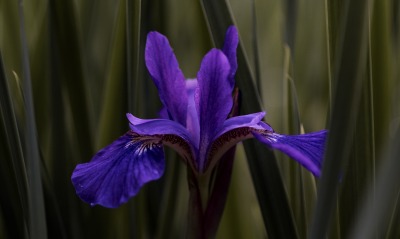 цветок фиолетовый в траве