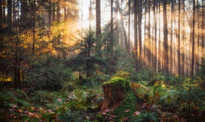 лес лучи солнца деревья