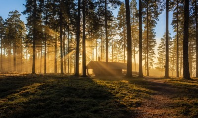 лес хижина лучи утро туман