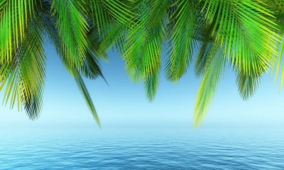 пальма, море