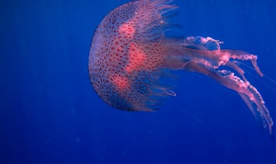 медуза, под водой