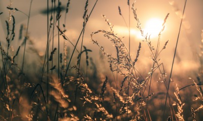 солнце пшеница трава природа