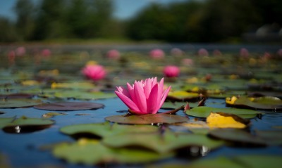 кувшинка болото водоем цветок