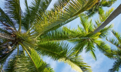 пальма, кокосовая