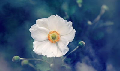 цветок белый крупный план