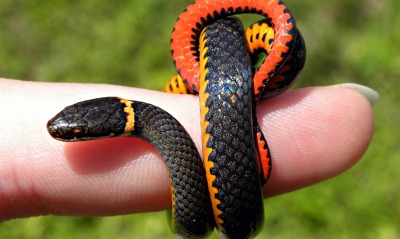 Змея на пальце
