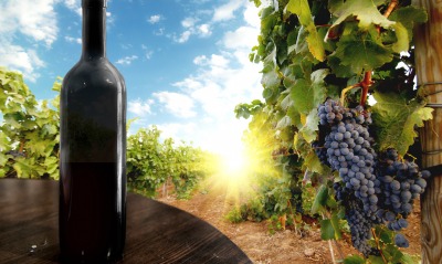 еда вино виноград природа солнце облака