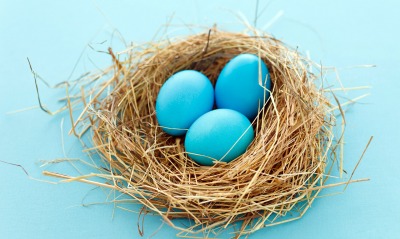 яйца синие eggs blue