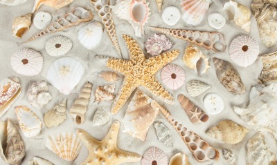 морская звезда природа ракушки