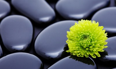 камни черные цветок