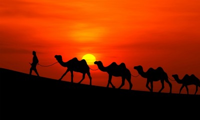 верблюды пустыня закат