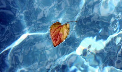 лист вода отражение