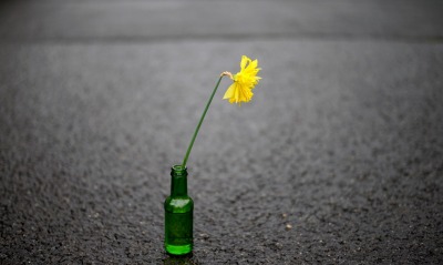 цветок бутылка ваза асфальт
