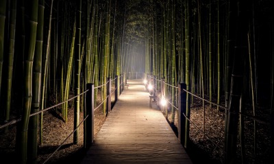 тропинка бамбук лес дорожка