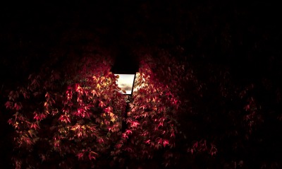 фонарь ветви листва