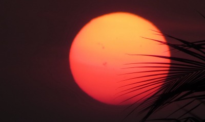 солнце, пальма
