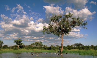 Comb Ducks on Lake, Savute Chobe National Park, Botswana