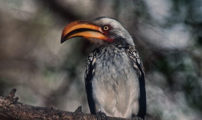 Proud Hornbill, Kruger park, South Africa