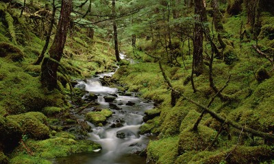 Temperate Rainforest, Cordova, Alaska